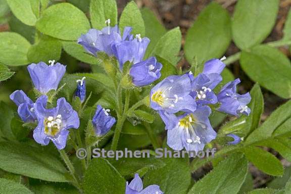 polemonium pulcherrimum 4 graphic